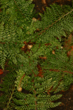 Polystichum setiferum RCP9-06 041.jpg